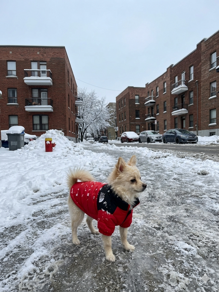 The Adventure Puffer Jacket ( Red edition)