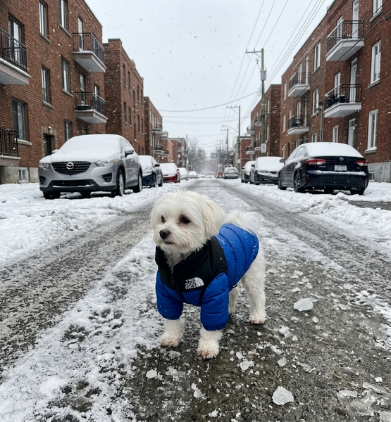 The Adventure Puffer Jacket ( Blue edition)